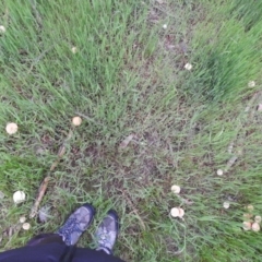 zz agaric (stem; gills white/cream) at Fadden, ACT - 10 Oct 2016