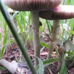 zz agaric (stem; gills white/cream) at Fadden, ACT - 10 Oct 2016