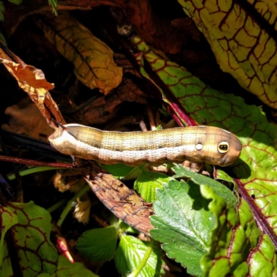 Hippotion celerio (Vine Hawk Moth) at Stirling, ACT - 10 Dec 2016 by martinbudden