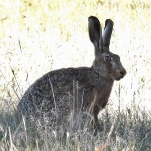 Lepus capensis at Paddys River, ACT - 10 Dec 2016 06:45 PM