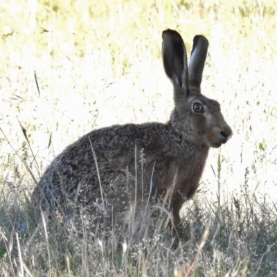 Lepus capensis (Brown Hare) at Paddys River, ACT - 10 Dec 2016 by JohnBundock
