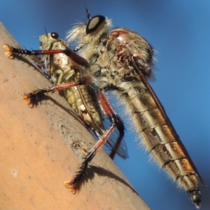 Neoaratus hercules at Bonython, ACT - 10 Dec 2016