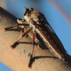 Neoaratus hercules at Bonython, ACT - 10 Dec 2016