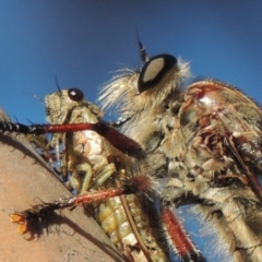 Neoaratus hercules at Bonython, ACT - 10 Dec 2016