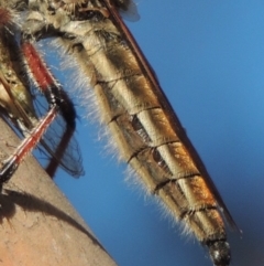 Neoaratus hercules at Bonython, ACT - 10 Dec 2016