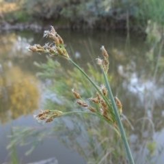 Schoenoplectus tabernaemontani (River Club-rush) at Bonython, ACT - 10 Dec 2016 by MichaelBedingfield