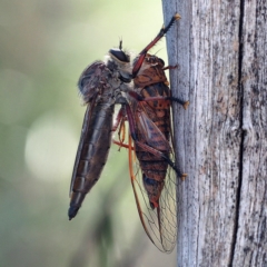 Yoyetta timothyi (Brown Firetail Cicada) at Point 60 - 10 Dec 2016 by David