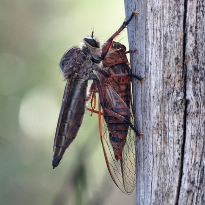 Yoyetta timothyi (Brown Firetail Cicada) at Black Mountain - 10 Dec 2016 by David
