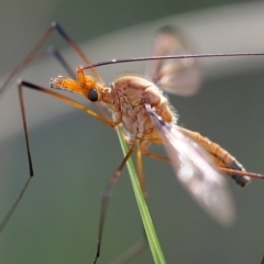 Leptotarsus (Leptotarsus) sp.(genus) (A Crane Fly) at Black Mountain - 10 Dec 2016 by David