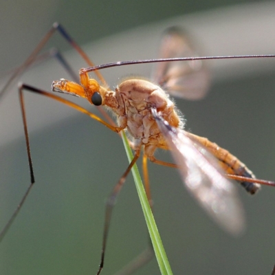 Leptotarsus (Leptotarsus) sp.(genus) (A Crane Fly) at Black Mountain - 10 Dec 2016 by David