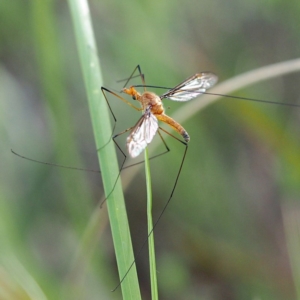 Leptotarsus (Leptotarsus) sp.(genus) at Undefined Area - 10 Dec 2016 04:53 PM