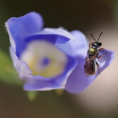 Lasioglossum (Homalictus) sp. (genus & subgenus) (Furrow Bee) at Acton, ACT - 10 Dec 2016 by David