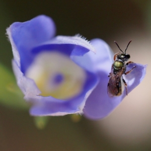 Lasioglossum (Homalictus) sp. (genus & subgenus) at Acton, ACT - 10 Dec 2016 04:02 PM