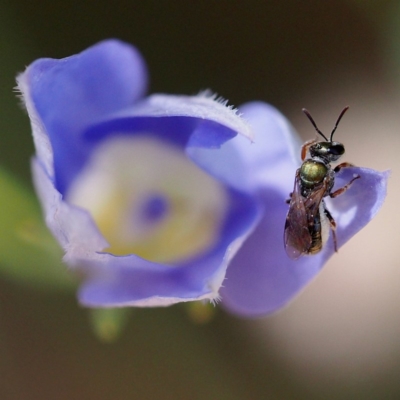 Lasioglossum (Homalictus) sp. (genus & subgenus) (Furrow Bee) at Acton, ACT - 10 Dec 2016 by David