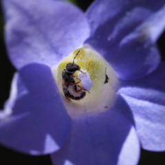 Lasioglossum (Homalictus) sp. (genus & subgenus) at Acton, ACT - 10 Dec 2016 04:02 PM