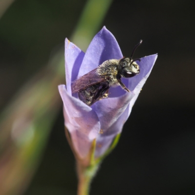 Lasioglossum (Chilalictus) lanarium (Halictid bee) at Black Mountain - 10 Dec 2016 by David