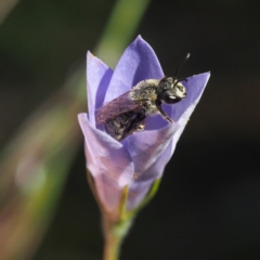 Lasioglossum (Chilalictus) lanarium (Halictid bee) at Acton, ACT - 10 Dec 2016 by David