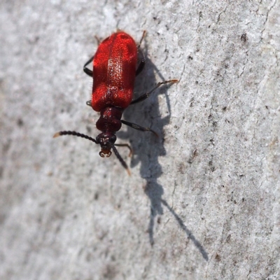 Lemodes coccinea (Scarlet ant beetle) at Black Mountain - 10 Dec 2016 by David