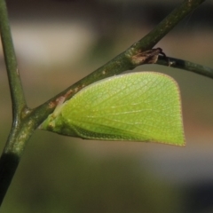 Siphanta acuta (Green planthopper, Torpedo bug) at Pollinator-friendly garden Conder - 20 Nov 2016 by michaelb