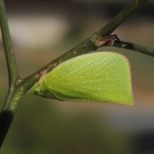 Siphanta acuta at Conder, ACT - 21 Nov 2016 10:36 AM