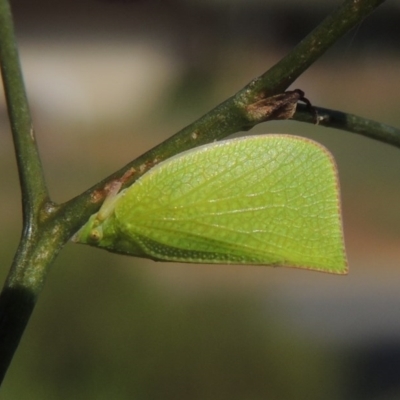 Siphanta acuta (Green planthopper, Torpedo bug) at Conder, ACT - 21 Nov 2016 by MichaelBedingfield