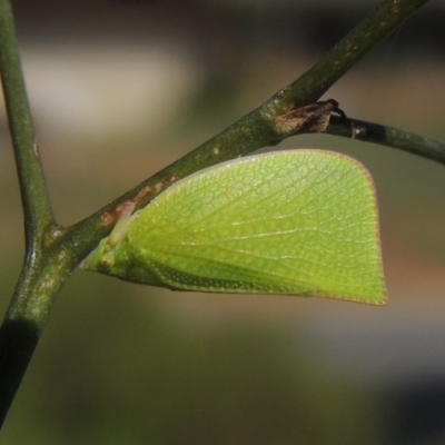 Siphanta acuta (Green planthopper, Torpedo bug) at Pollinator-friendly garden Conder - 20 Nov 2016 by michaelb