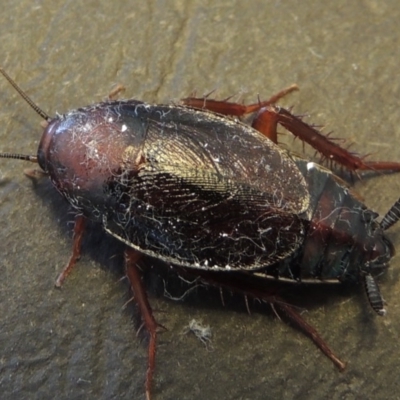 Paratemnopteryx couloniana (A native cockroach) at Conder, ACT - 22 Nov 2016 by MichaelBedingfield