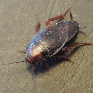 Paratemnopteryx couloniana at Conder, ACT - 22 Nov 2016