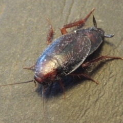 Paratemnopteryx couloniana at Conder, ACT - 22 Nov 2016