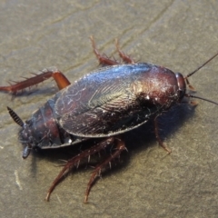 Paratemnopteryx couloniana at Conder, ACT - 22 Nov 2016