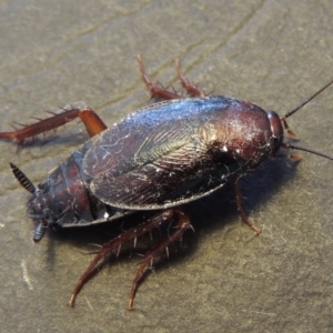 Paratemnopteryx couloniana at Conder, ACT - 22 Nov 2016 10:05 AM