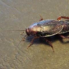 Paratemnopteryx couloniana at Conder, ACT - 22 Nov 2016