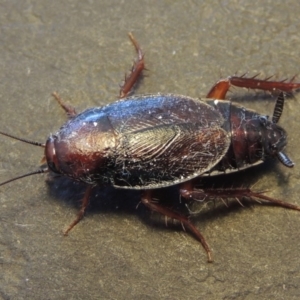 Paratemnopteryx couloniana at Conder, ACT - 22 Nov 2016 10:05 AM