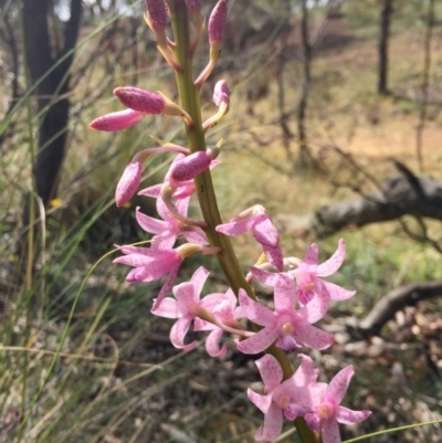 Dipodium roseum (Rosy Hyacinth Orchid) at Mount Majura - 10 Dec 2016 by mtchl