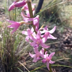 Dipodium roseum at Canberra Central, ACT - suppressed