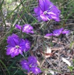 Thysanotus tuberosus subsp. tuberosus (Common Fringe-lily) at Canberra Central, ACT - 11 Dec 2016 by mtchl
