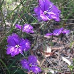 Thysanotus tuberosus subsp. tuberosus (Common Fringe-lily) at Canberra Central, ACT - 10 Dec 2016 by mtchl