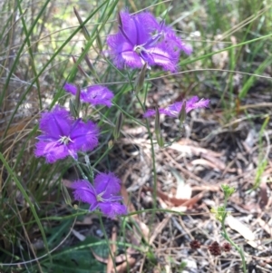 Thysanotus tuberosus subsp. tuberosus at Canberra Central, ACT - 11 Dec 2016