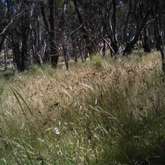 Unidentified at Mulligans Flat - 10 Dec 2016 by MulligansFlat1