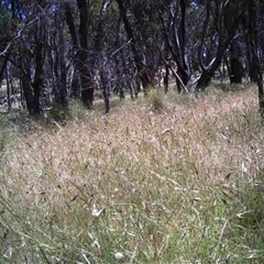 Unidentified at Mulligans Flat - 10 Dec 2016 by MulligansFlat1