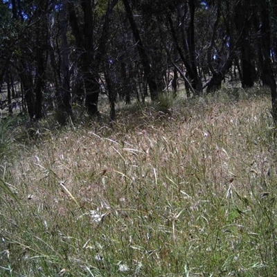 Unidentified at Mulligans Flat - 10 Dec 2016 by MulligansFlat1