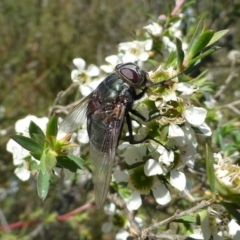 Rutilia sp. (genus) (A Rutilia bristle fly, subgenus unknown) at Hackett, ACT - 11 Dec 2016 by RWPurdie