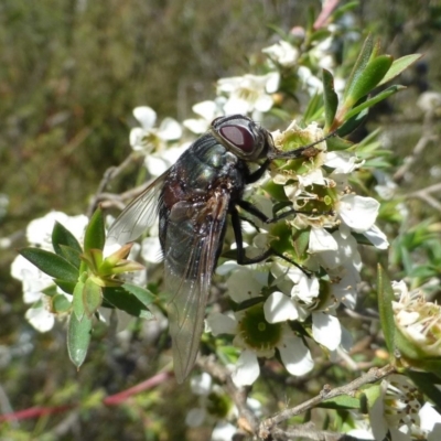 Rutilia sp. (genus) (A Rutilia bristle fly, subgenus unknown) at Black Mountain - 10 Dec 2016 by RWPurdie