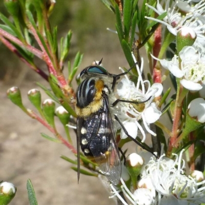 Scaptia patula (March fly) at Canberra Central, ACT - 10 Dec 2016 by RWPurdie