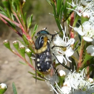 Scaptia patula at Canberra Central, ACT - 11 Dec 2016