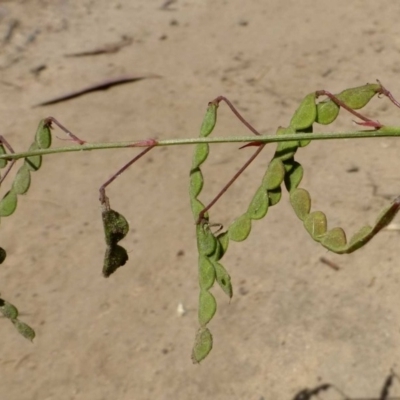 Grona varians (Slender Tick-Trefoil) at Black Mountain - 10 Dec 2016 by RWPurdie