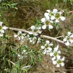 Leptospermum continentale at Canberra Central, ACT - 11 Dec 2016