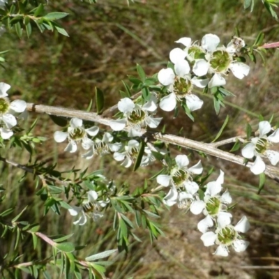 Leptospermum continentale (Prickly Teatree) at Canberra Central, ACT - 11 Dec 2016 by RWPurdie