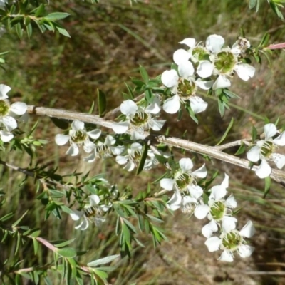 Leptospermum continentale (Prickly Teatree) at Canberra Central, ACT - 10 Dec 2016 by RWPurdie