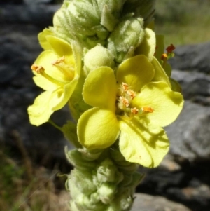 Verbascum thapsus subsp. thapsus at Canberra Central, ACT - 11 Dec 2016